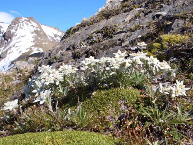 K&ouml;tschach-Mauthen im Sommer
